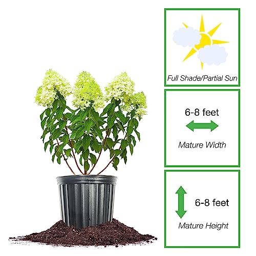 Limelight Hydrangea Shrub: Sun/Shade 1 Gallon - Green/White/Pink