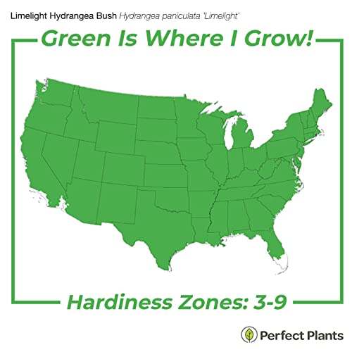 Limelight Hydrangea Shrub: Sun/Shade 1 Gallon - Green/White/Pink