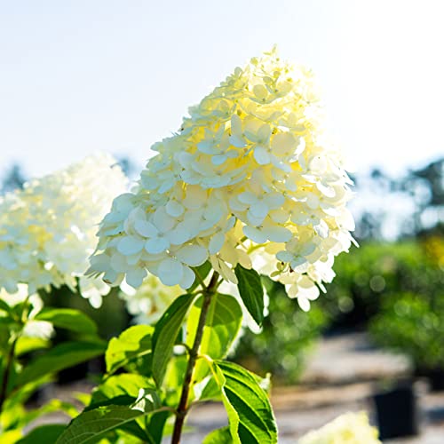 Limelight Hydrangea Shrub: Sun/Shade 1 Gallon - Green/White/Pink