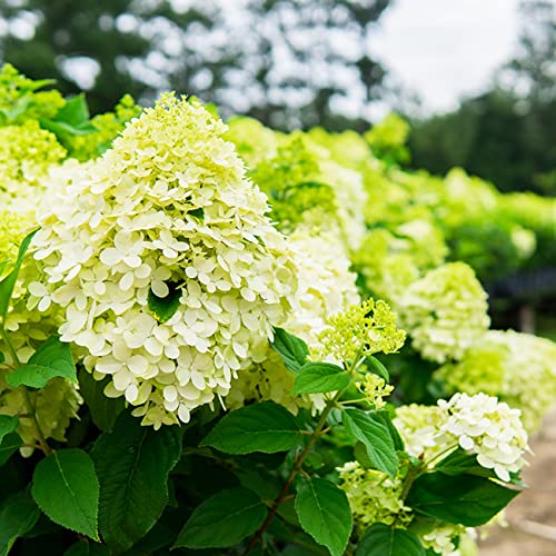 Limelight Hydrangea Shrub: Sun/Shade 1 Gallon - Green/White/Pink