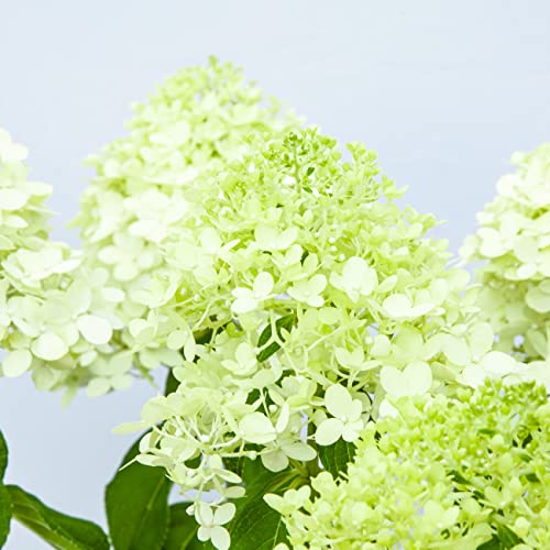 Limelight Hydrangea Shrub: Sun/Shade 1 Gallon - Green/White/Pink