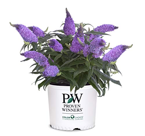Pugster Amethyst Buddleia Shrub - 2 Gallon Size