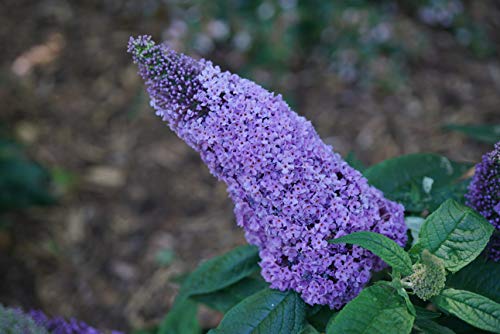 Pugster Amethyst Buddleia Shrub - 2 Gallon Size