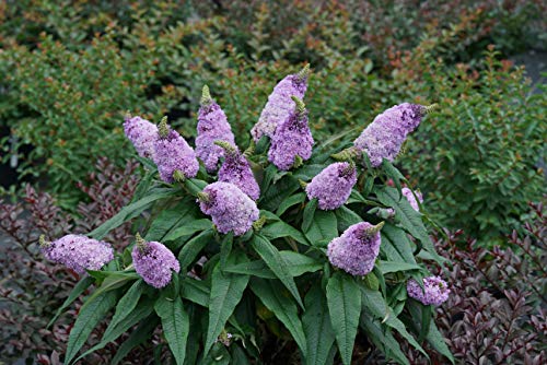 Pugster Amethyst Buddleia Shrub - 2 Gallon Size