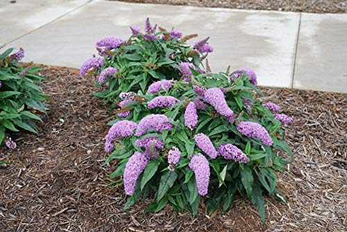 Pugster Amethyst Buddleia Shrub - 2 Gallon Size