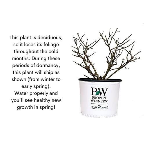 Pugster Amethyst Buddleia Shrub - 2 Gallon Size