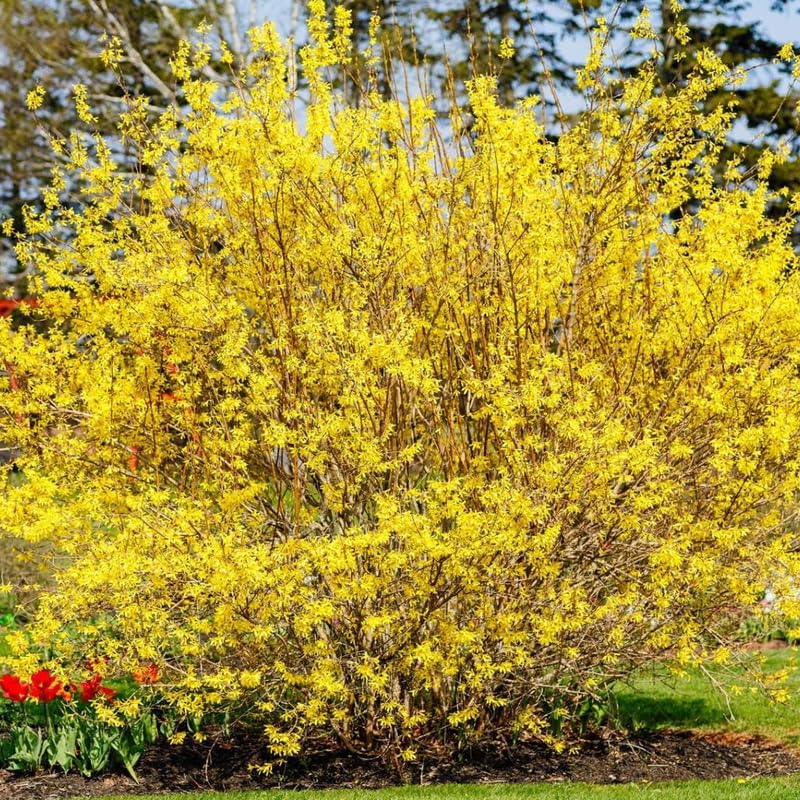 2 Live Lynwood Gold Forsythia Plants for Outdoors