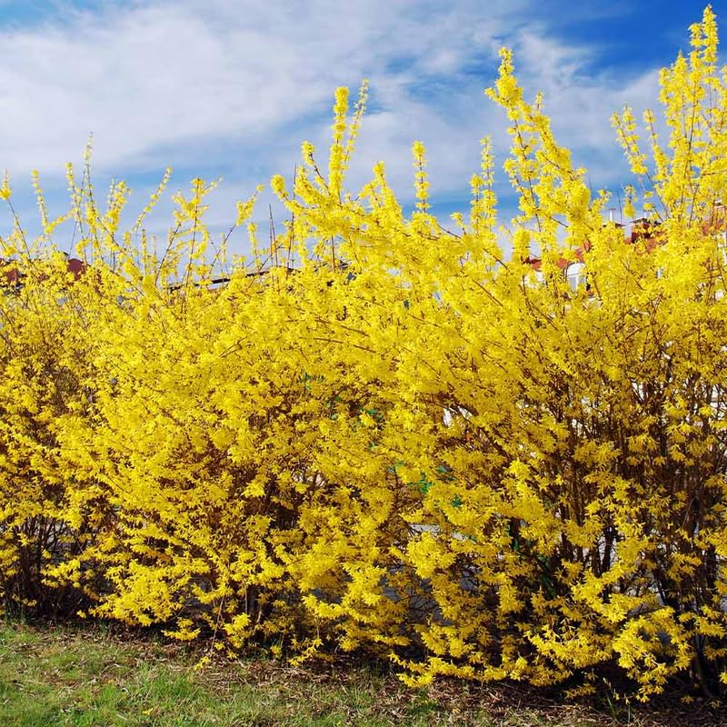 2 Live Lynwood Gold Forsythia Plants for Outdoors