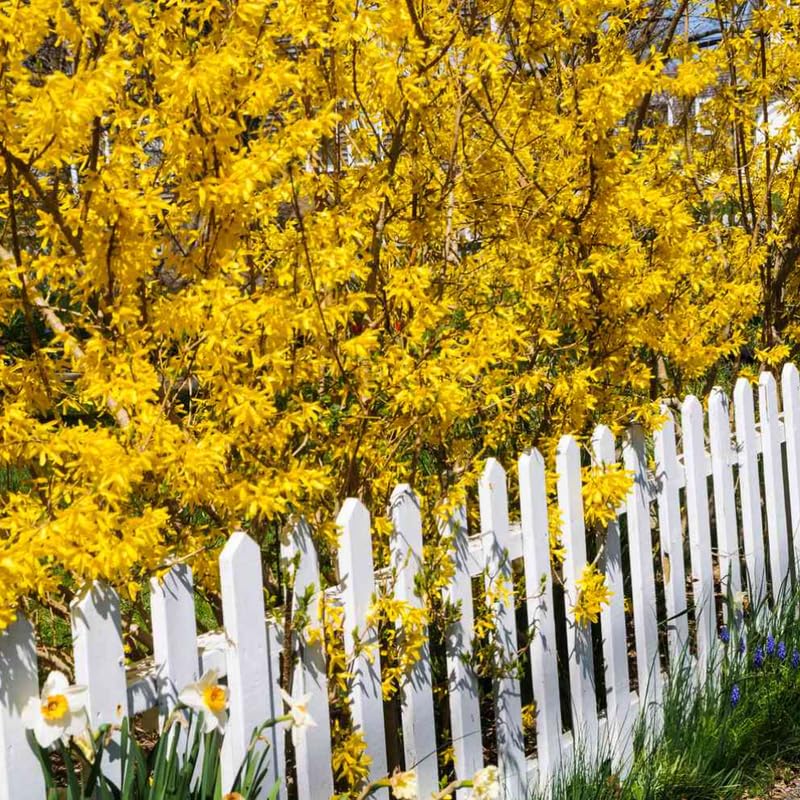2 Live Lynwood Gold Forsythia Plants for Outdoors