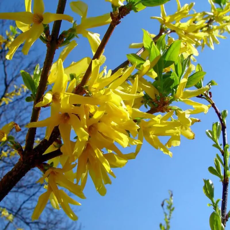 2 Live Lynwood Gold Forsythia Plants for Outdoors