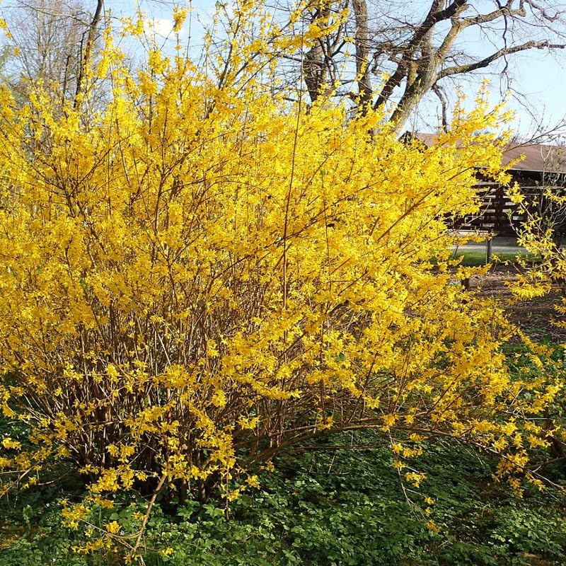 2 Live Lynwood Gold Forsythia Plants for Outdoors