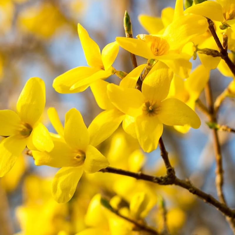 2 Live Lynwood Gold Forsythia Plants for Outdoors