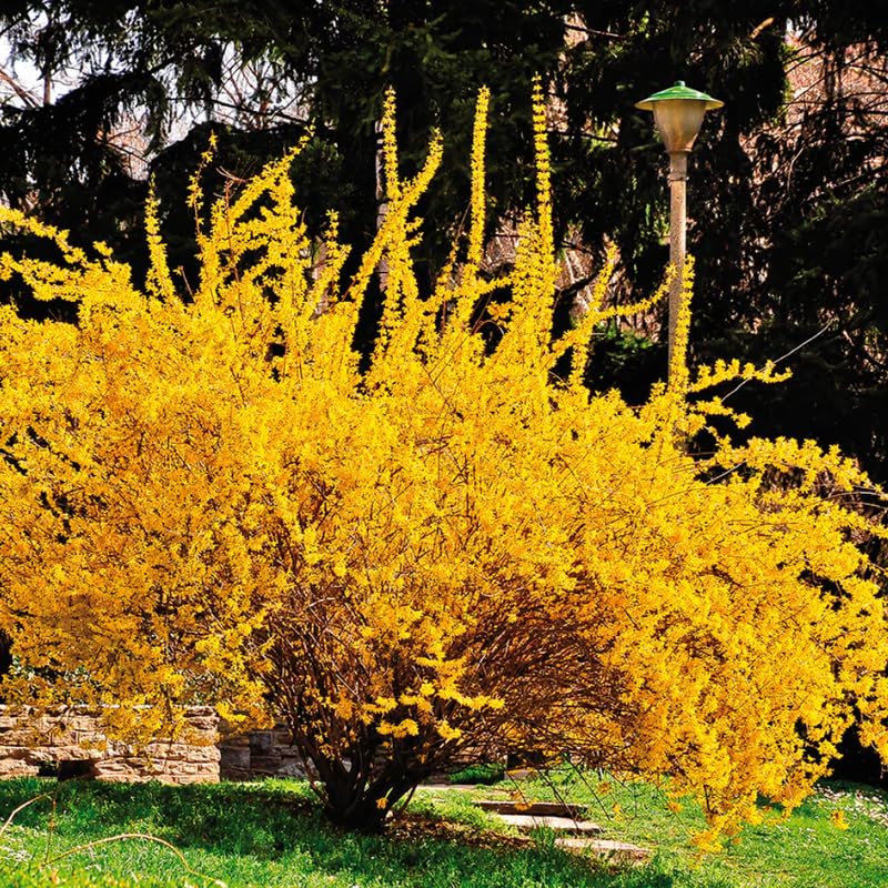 2 Live Lynwood Gold Forsythia Plants for Outdoors