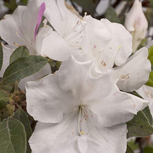 Encore Azalea Autumn Lily White Flowering Shrub Outdoor