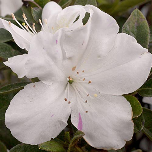 Encore Azalea Autumn Lily White Flowering Shrub Outdoor