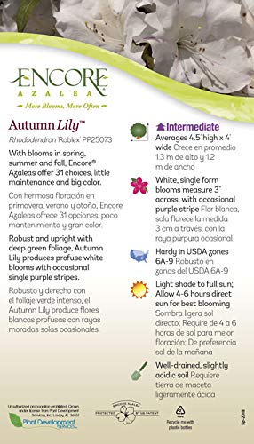 Encore Azalea Autumn Lily White Flowering Shrub Outdoor