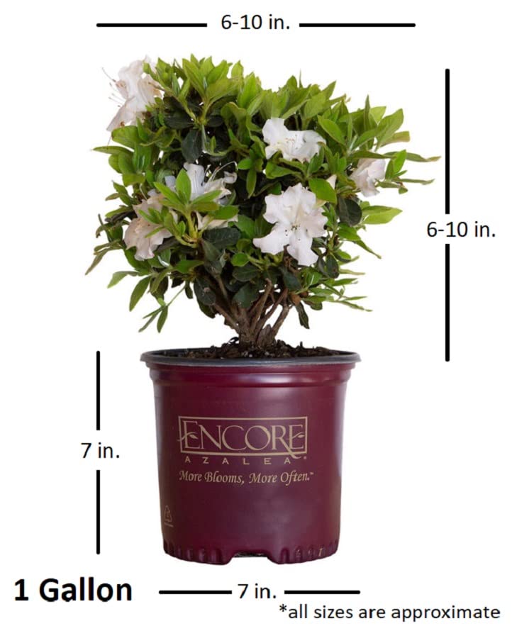 Encore Azalea Autumn Lily White Flowering Shrub Outdoor