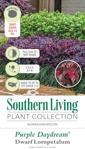 Daydream Dwarf Loropetalum 2.5 Quart Evergreen Shrub