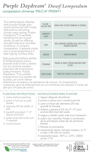 Daydream Dwarf Loropetalum 2.5 Quart Evergreen Shrub