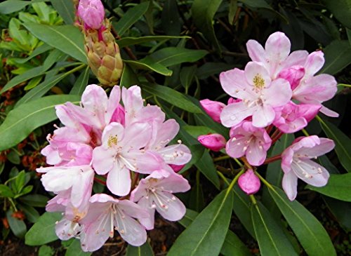 50 White Pink Rhododendron Laurel Bush Flower Seeds