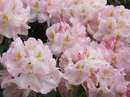 50 White Pink Laurel Bush Flower Seeds