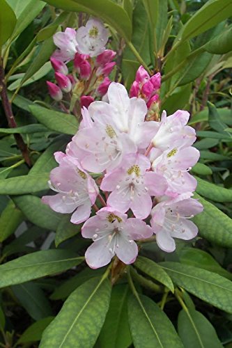50 White Pink Laurel Bush Flower Seeds