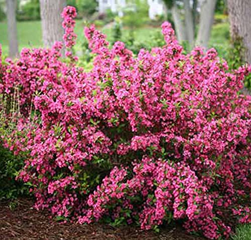 Vibrant Sonic Bloom Weigela Shrub for Outdoor Spaces