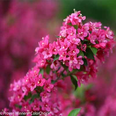 Vibrant Sonic Bloom Weigela Shrub for Outdoor Spaces