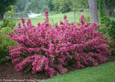 Vibrant Sonic Bloom Weigela Shrub for Outdoor Spaces