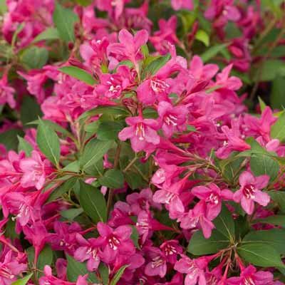 Vibrant Sonic Bloom Weigela Shrub for Outdoor Spaces