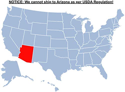 Vibrant Sonic Bloom Weigela Shrub for Outdoor Spaces