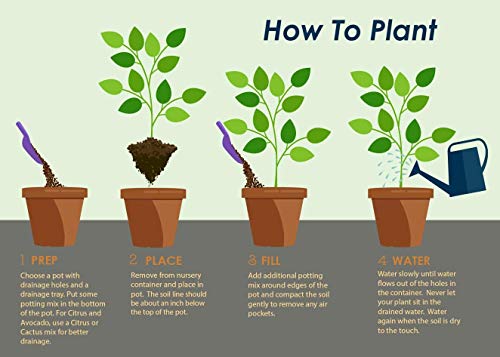 Vibrant Sonic Bloom Weigela Shrub for Outdoor Spaces