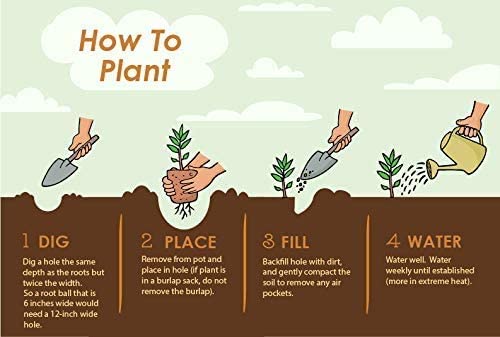 Vibrant Sonic Bloom Weigela Shrub for Outdoor Spaces