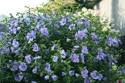 2 Gal Blue Chiffon Hibiscus by Proven Winners