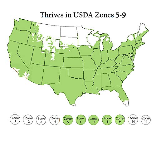 2 Gal Blue Chiffon Hibiscus by Proven Winners