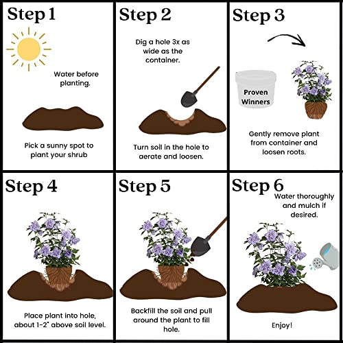 2 Gal Blue Chiffon Hibiscus by Proven Winners