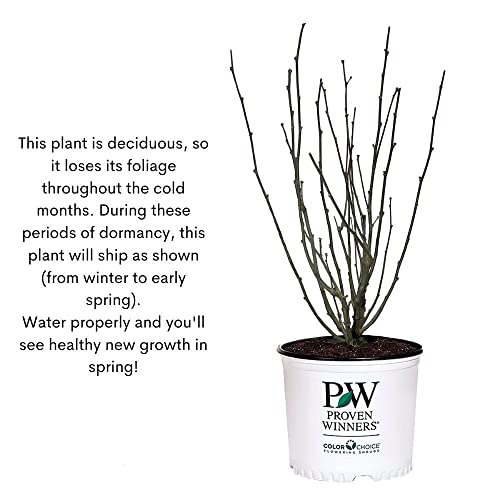 2 Gal Blue Chiffon Hibiscus by Proven Winners