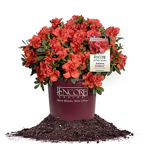 Encore Azalea Autumn Embers | Red Flowering Bushes