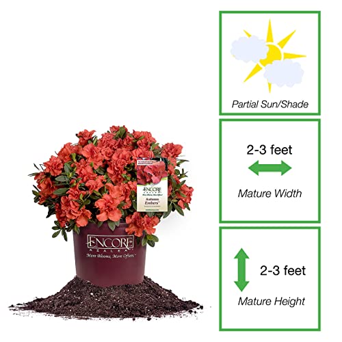 Encore Azalea Autumn Embers | Red Flowering Bushes