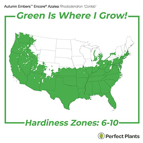 Encore Azalea Autumn Embers | Red Flowering Bushes