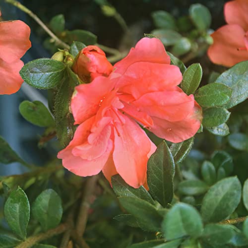 Encore Azalea Autumn Embers | Red Flowering Bushes