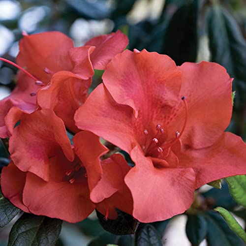 Encore Azalea Autumn Embers | Red Flowering Bushes