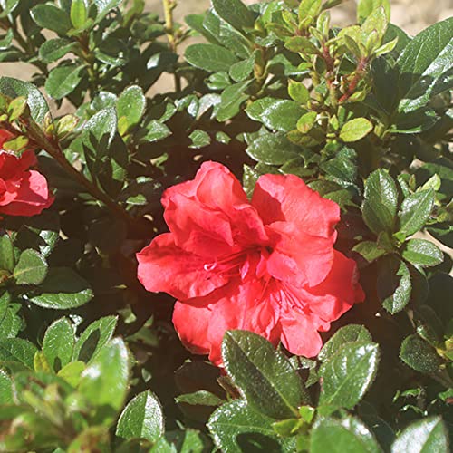 Encore Azalea Autumn Embers | Red Flowering Bushes