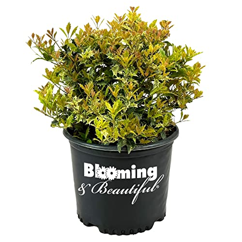 Goshiki Osmanthus - 3 gal - Multi-Colored Evergreen Shrub
