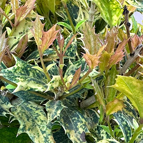 Goshiki Osmanthus - 3 gal - Multi-Colored Evergreen Shrub
