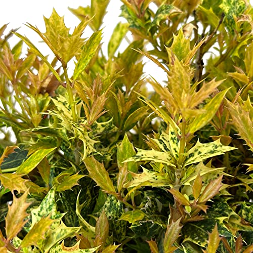 Goshiki Osmanthus - 3 gal - Multi-Colored Evergreen Shrub