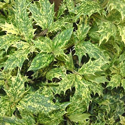 Goshiki Osmanthus - 3 gal - Multi-Colored Evergreen Shrub