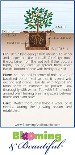 Goshiki Osmanthus - 3 gal - Multi-Colored Evergreen Shrub