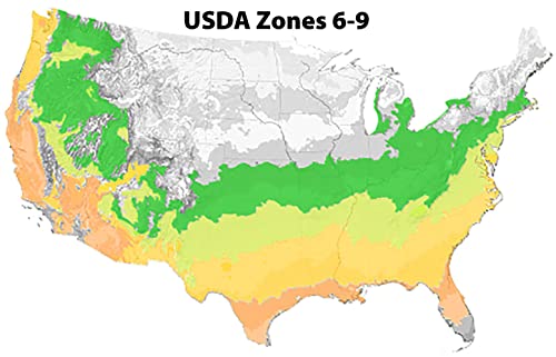 Goshiki Osmanthus - 3 gal - Multi-Colored Evergreen Shrub