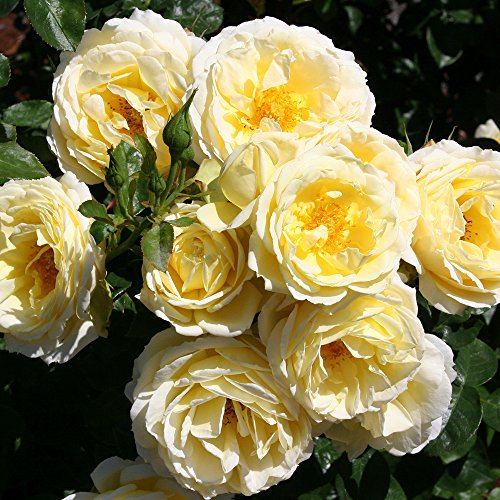 Yellow Summertime Heirloom Roses Shrub - Live Plant